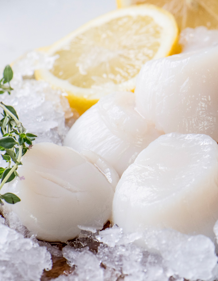 A group of fresh Premier Foods Sea scallops sitting on top of ice with lemon slices.