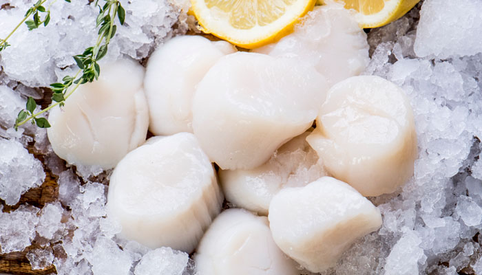 A group of fresh Premier Foods Sea scallops sitting on top of ice with lemon slices.