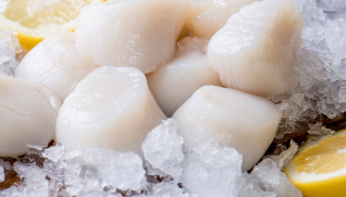 A group of fresh Premier Foods Sea scallops sitting on top of ice with lemon slices.