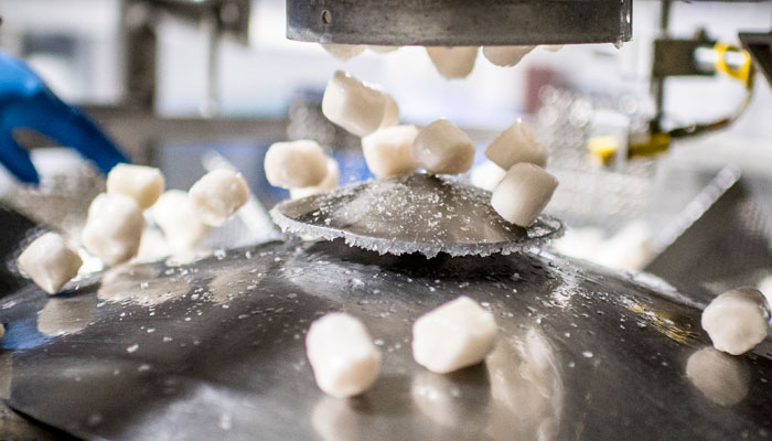 Fresh Premier Foods sea scallops tumbling onto the sorting machine.