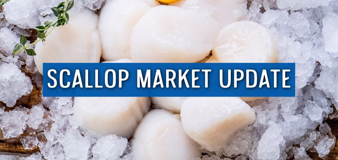 Fresh sea scallops on crushed ice with Scallop Market Update text overlay for Premier Foods October 2026 seafood industry report.